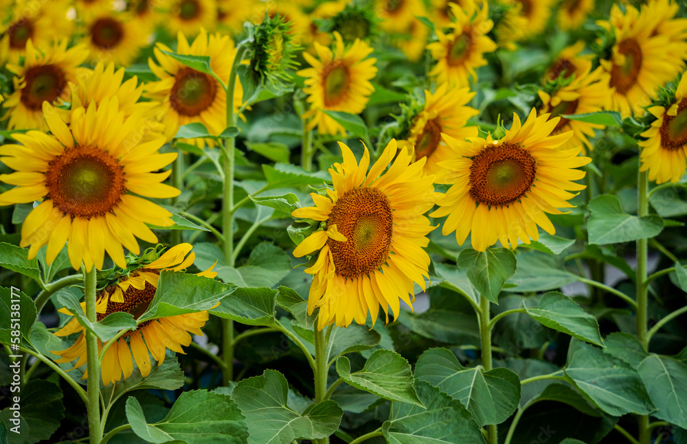 Beautiful sunflower at the summer field with light sky. Beautiful sunflower at the summer field with light sky.