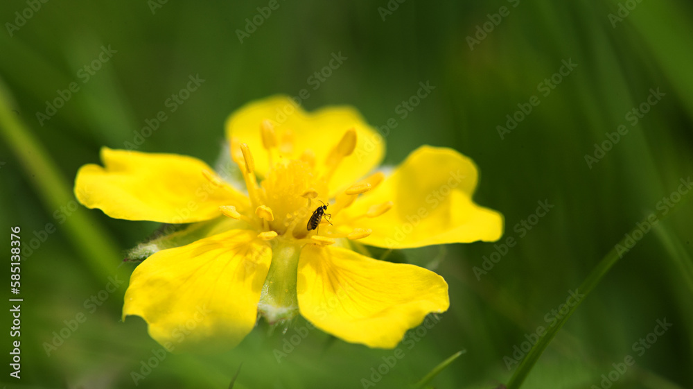 Yellow flower with an small insect close-up on a green background.