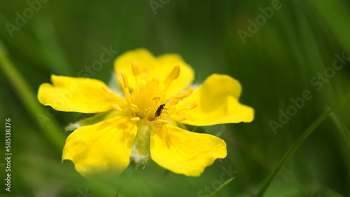 Yellow flower with an small insect close-up on a green background.