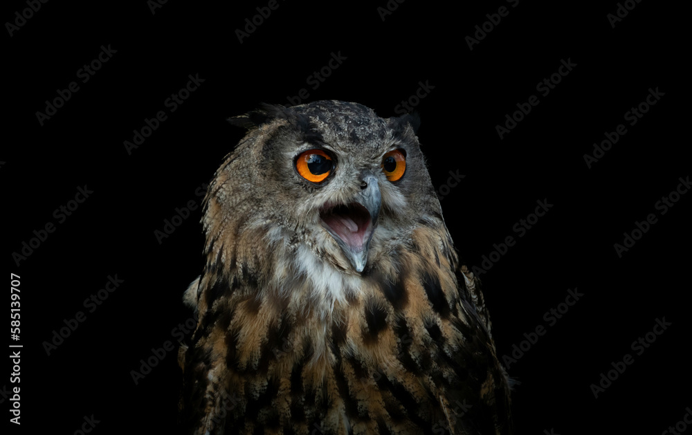Obraz premium owl isolated