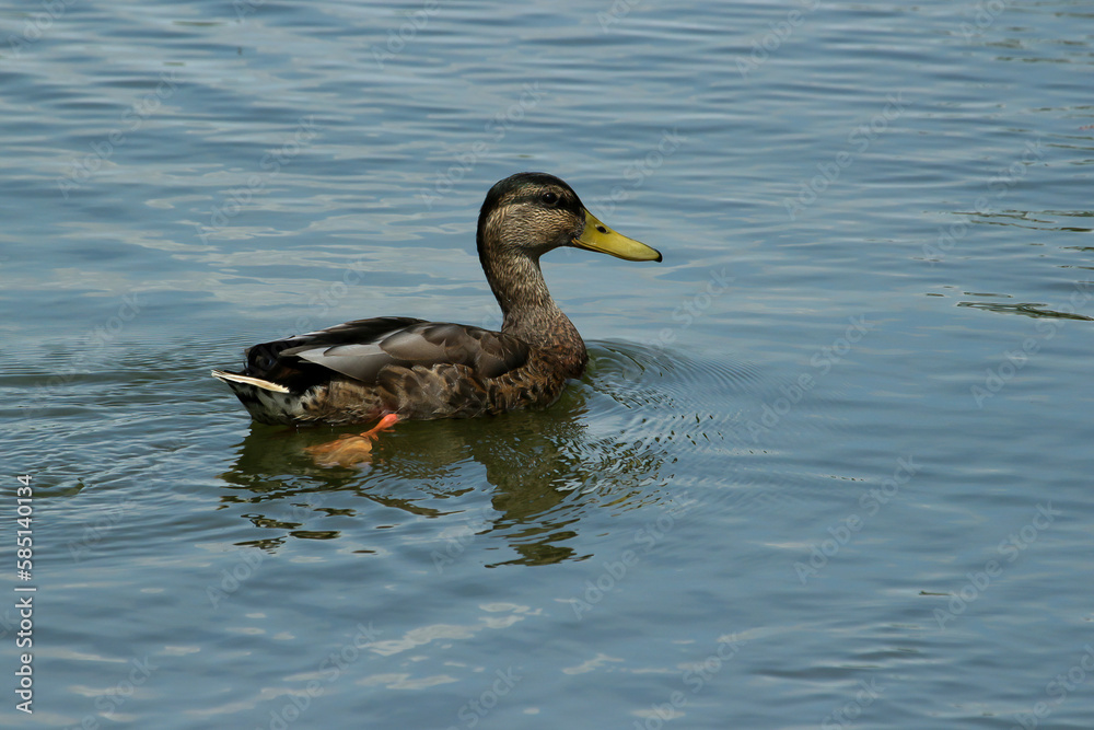 duck on the water