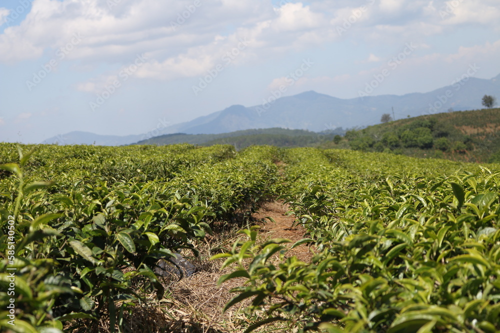 
tea plantation, 