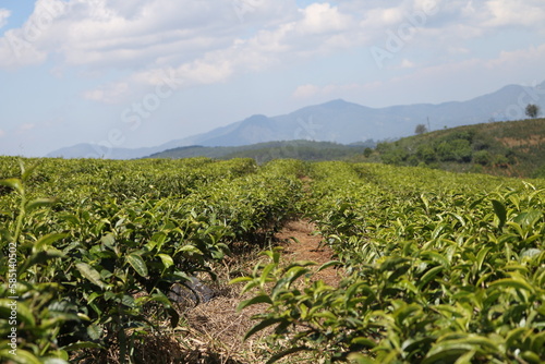 
tea plantation, 