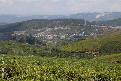 
tea plantation, 