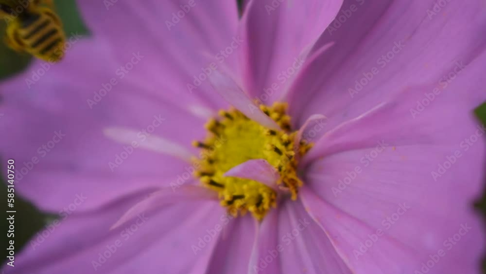 Bees collecting pollen on a cosmos flower Bees collecting pollen on a cosmos flower