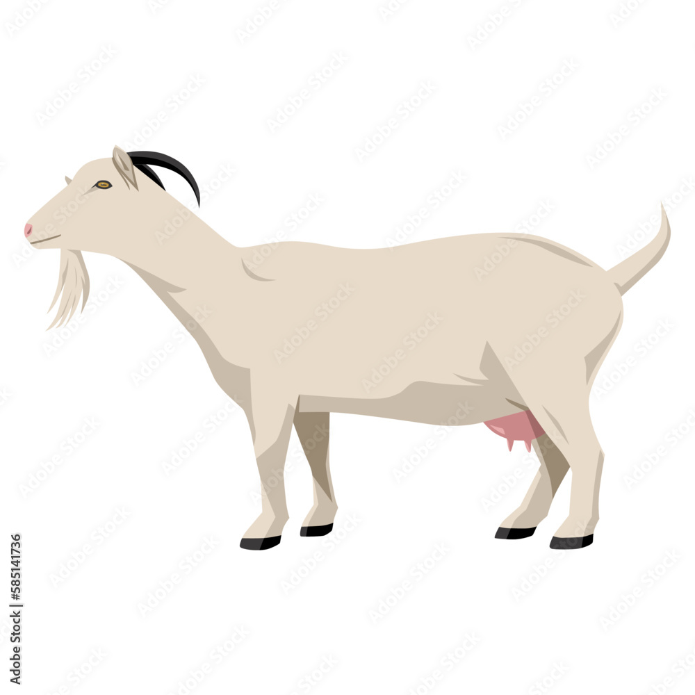 Goat vector illustration isolated on white background. Farm animal