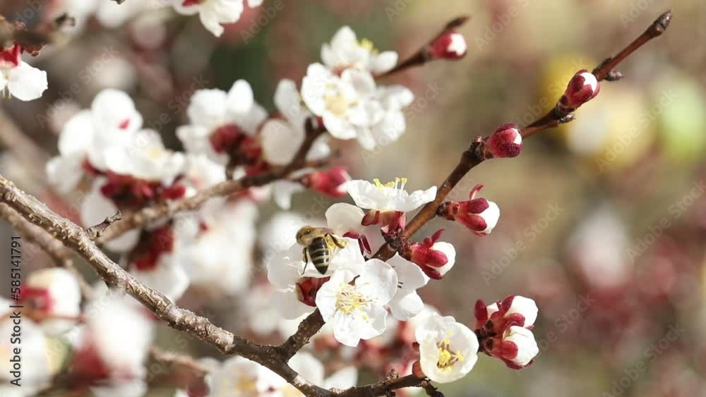 closeup of a blooming apricot tree with bees in spring, macro shot,Prunus armeniaca, spring background, closeup of a blooming apricot tree with bees in spring, macro shot,Prunus armeniaca, spring background,