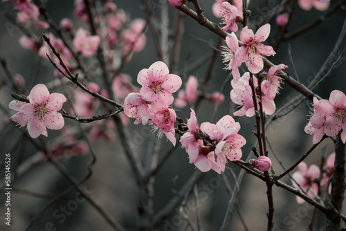 Pink cherry blossom