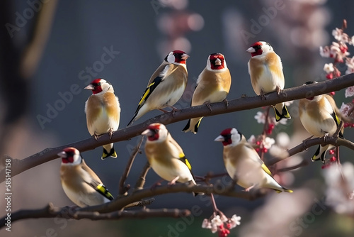 a flock of goldfinches on a blossoming branch of an apple tree