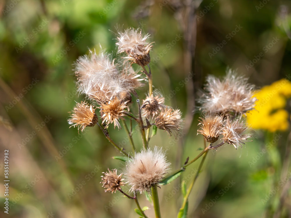 Burdock white fluffy flowers plants on a background of grass Burdock white fluffy flowers plants on a background of grass