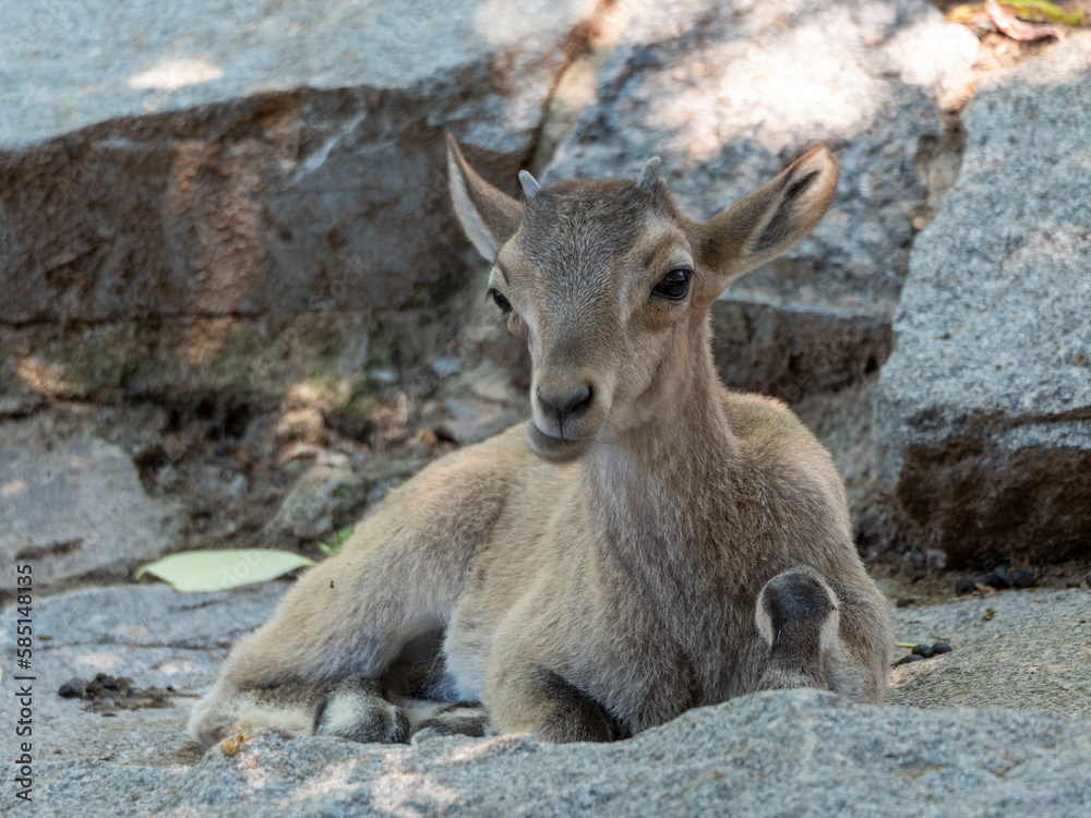 Beautiful mountain goat with helical long horns on the background of rocks Beautiful mountain goat with helical long horns on the background of rocks