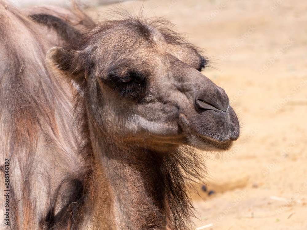 Portrait of a graceful two-humped camel resting in the shade