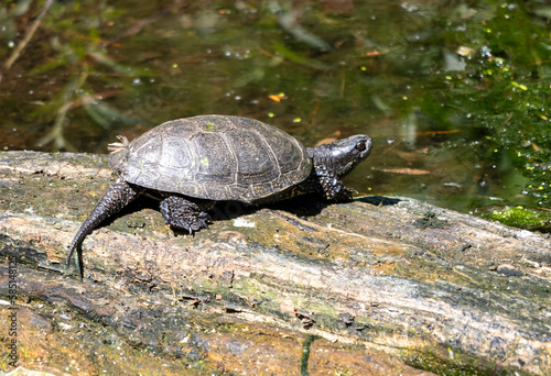 Red-eared slider turtle swims in the lake