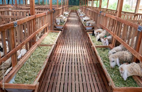 Domestic goats eating fermented grass in the farmhouse in Kulon Progo  Yogyakarta  Indonesia