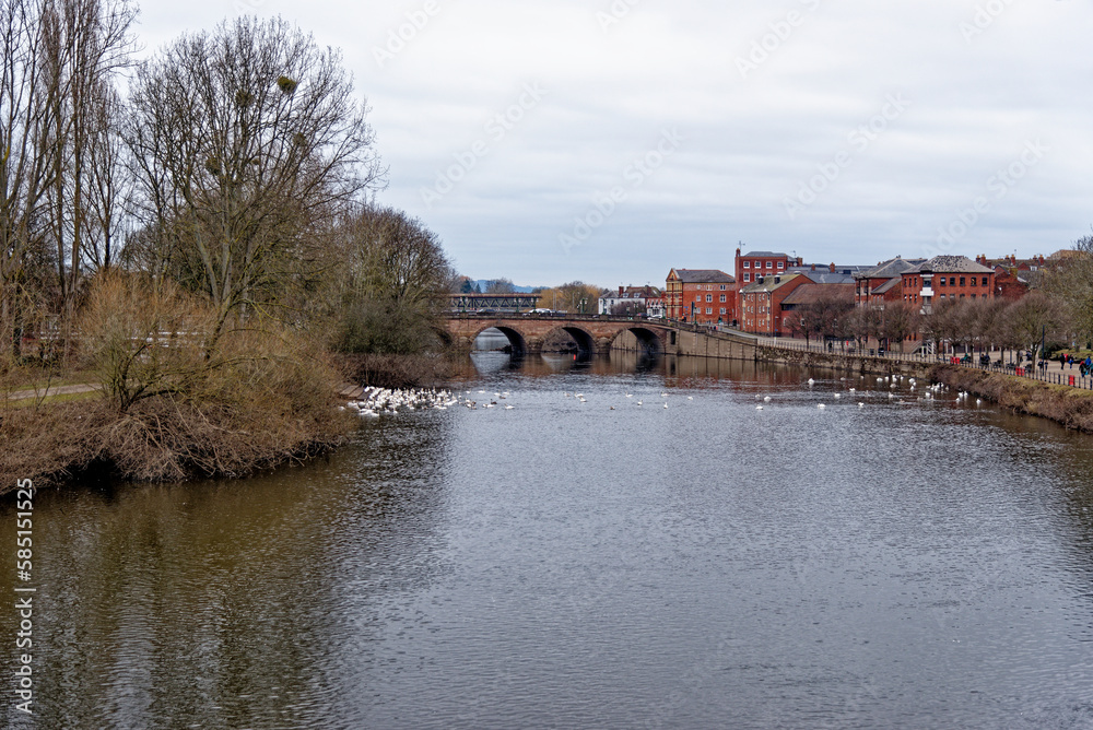 Swans on the river Severn at Worcester Swan Sanctuary