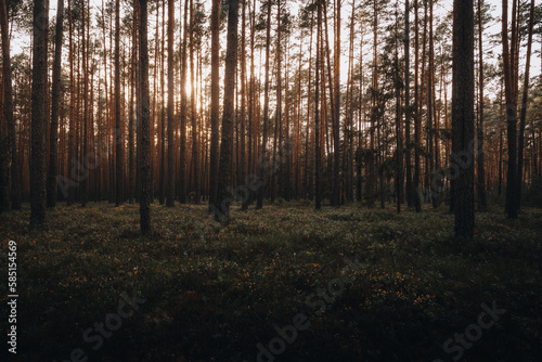 Roztocze środkowe - Lubelszczyzna, Polska, roztoczański mglisty las