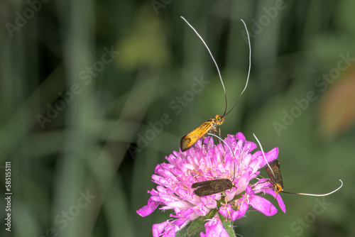 Side view of Moth, Nemophora metallica on a scabiosa flower photo