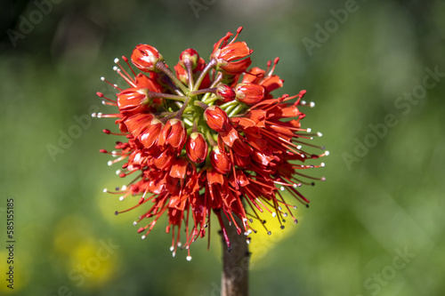 Fleur rouge et blanche de Greyia Sutherlandii photo