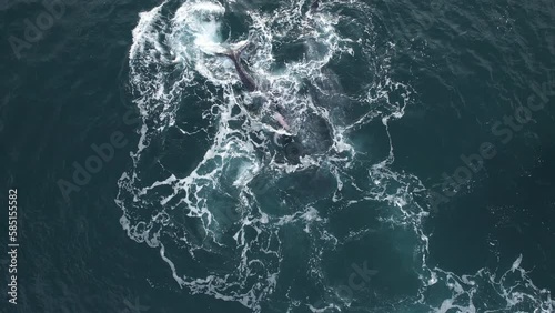 Gray Whale Family socialize, sex and rub against each other insummer water nature breathing migration. Top down aerial view Gray Whale blows fountain water up and create rainbow. Beautiful endangered photo