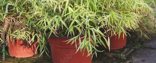 Pleioblastus plant pots in a flower shop photo