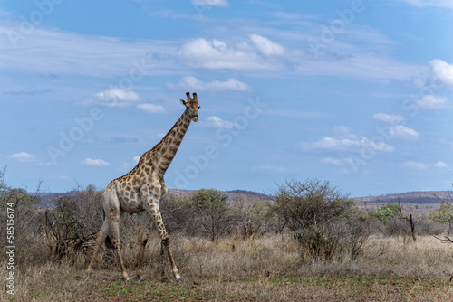 South African Giraffe (Giraffa giraffa giraffa) or Cape giraffe walking on the savanna with a blue sky with clouds in Kruger National Park in South Africa