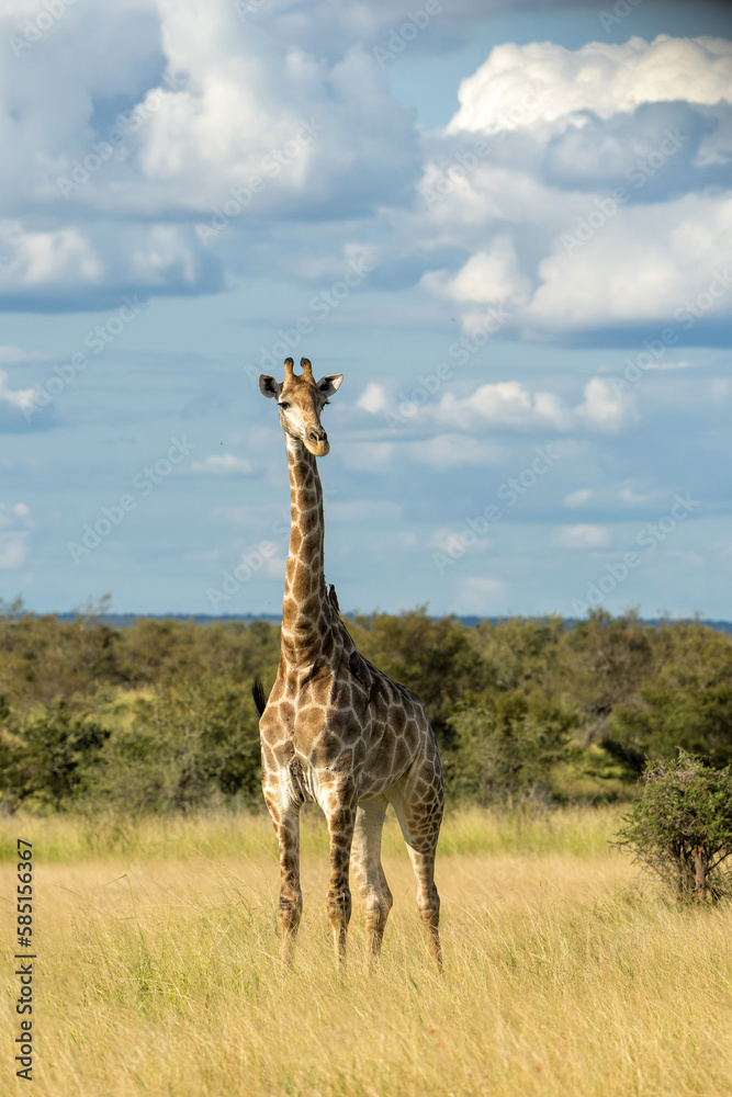 Obraz premium South African Giraffe (Giraffa giraffa giraffa) or Cape giraffe walking on the savanna with a blue sky with clouds in Kruger National Park in South Africa