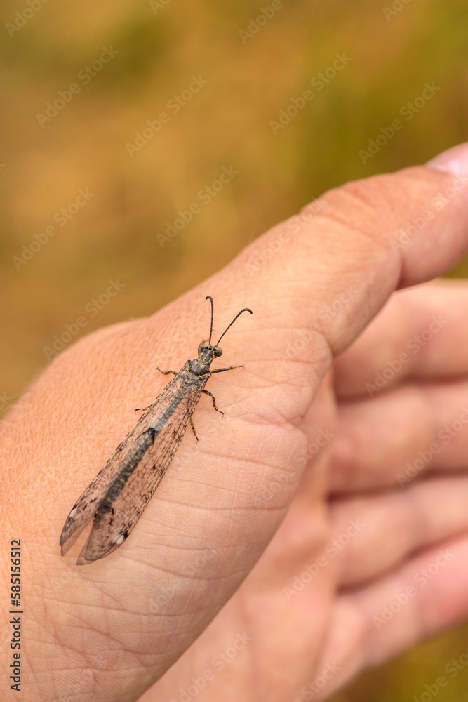 an ant lion on the hand of a naturalist. close-up macro photography an ant lion on the hand of a naturalist. close-up macro photography