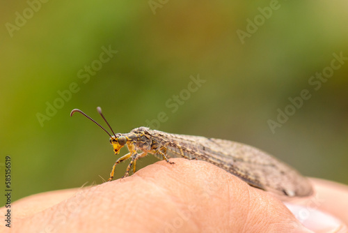Vászonkép an ant lion on the hand of a naturalist