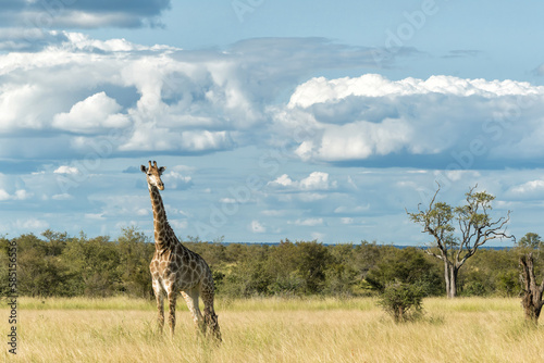 South African Giraffe (Giraffa giraffa giraffa) or Cape giraffe walking on the savanna with a blue sky with clouds in Kruger National Park in South Africa