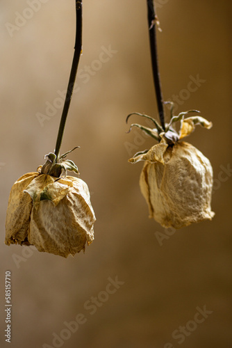 dried white roses 