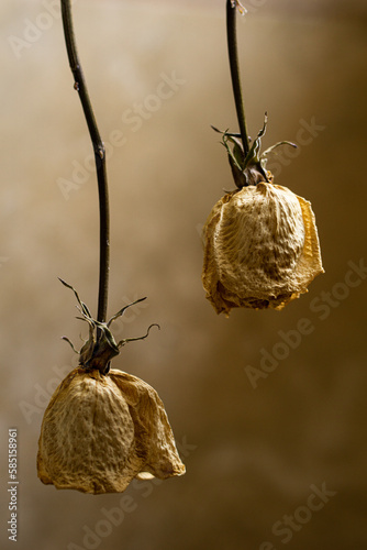dried white roses 
