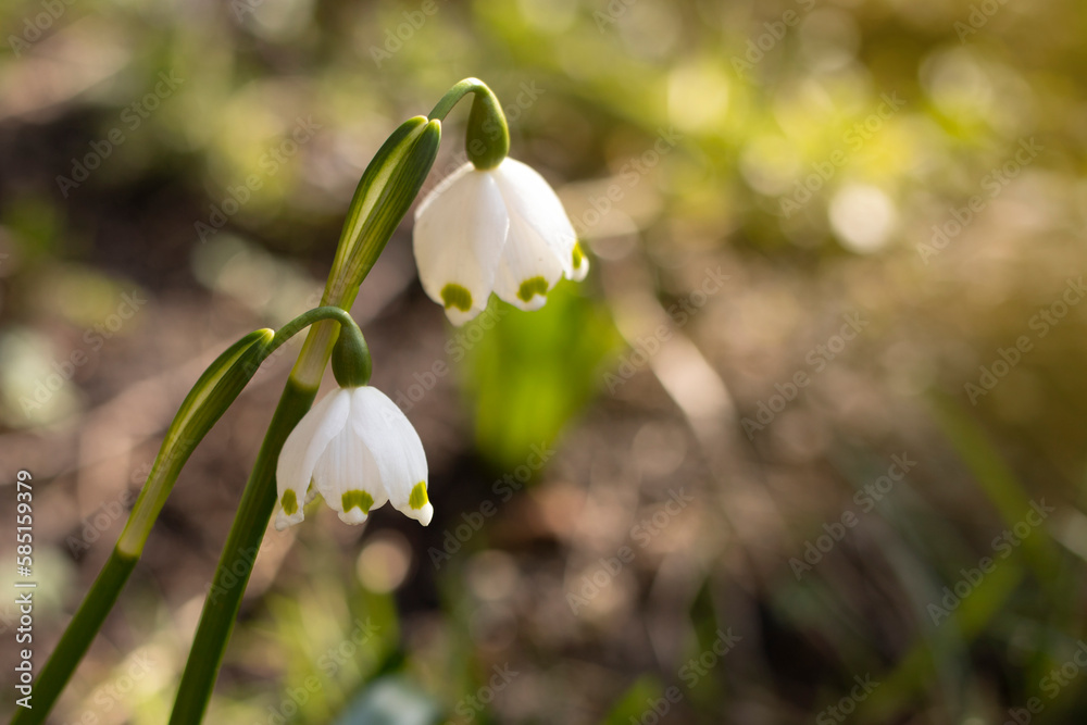 Beautiful first flowers snowdrops in spring forest. Tender spring flowers snowdrops harbingers of warming symbolize the arrival of spring. Beautiful first flowers snowdrops in spring forest. Tender spring flowers snowdrops harbingers of warming symbolize the arrival of spring.