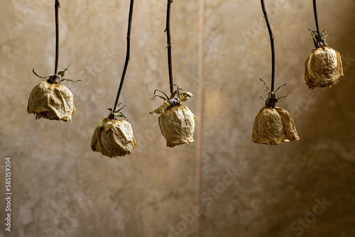 dried white roses  photo