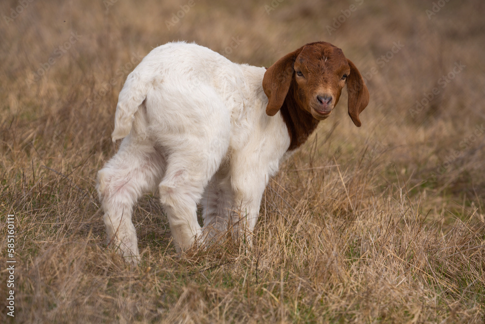 Young baby goat - also known as kid - in a rural field in springtime
