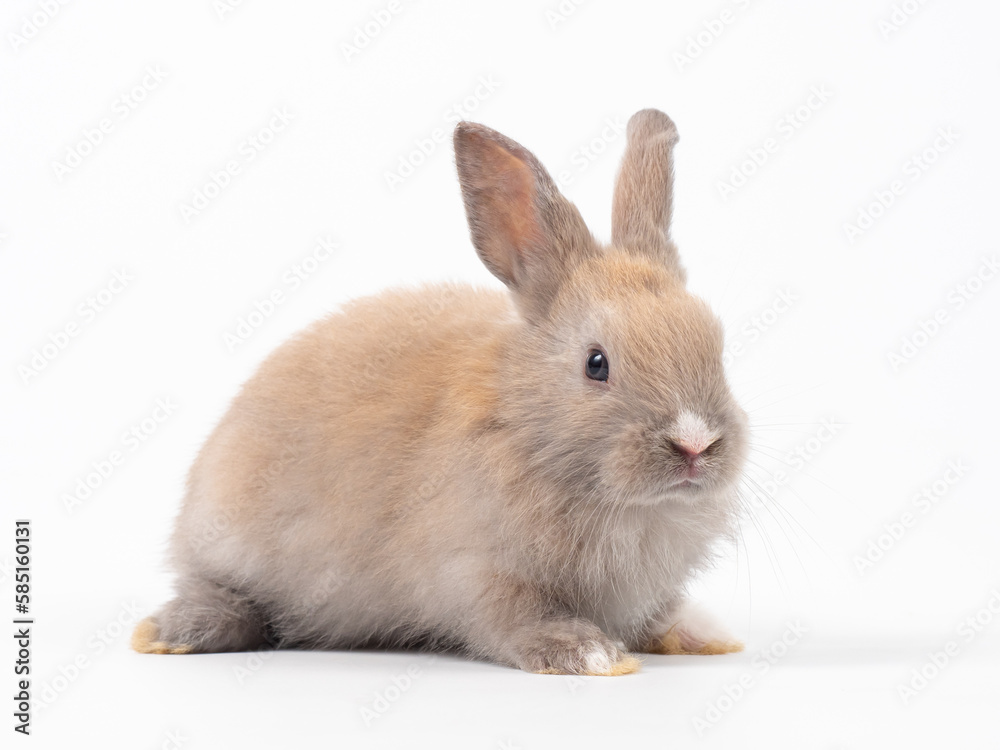 Front view of baby grey rabbit standing on white background. Lovely action of baby rabbit. Front view of baby grey rabbit standing on white background. Lovely action of baby rabbit.