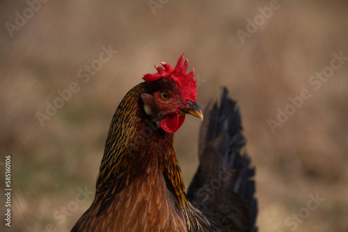 Closeup portrait of a colorful rooster in a rural field
