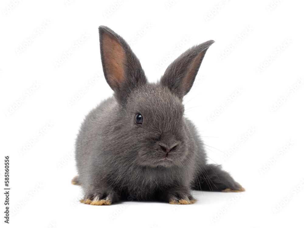Front view of baby black rabbit standing on white background. Lovely action of baby rabbit. Front view of baby black rabbit standing on white background. Lovely action of baby rabbit.