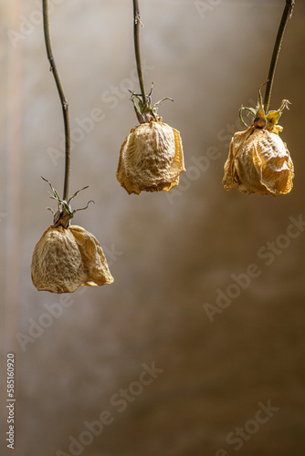 dried white roses 