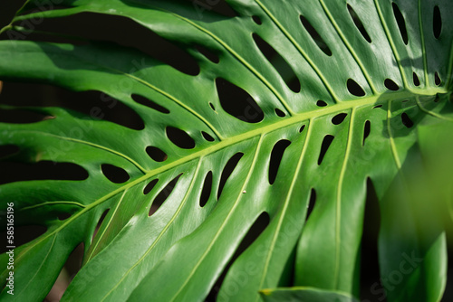 Close up of Monstera Deliciosa leaf.