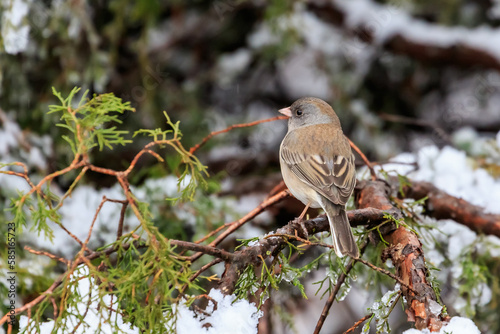 Dark-eyed Junco - Pink-sided variety- (Junco hyemalis mearnsi) in a snowy tree photo