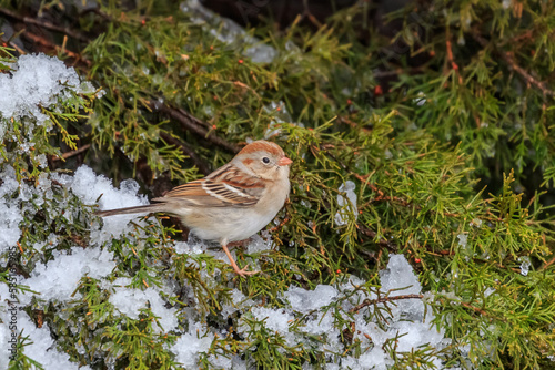 Field Sparrow (Spizella pusilla) on a snowy tree.