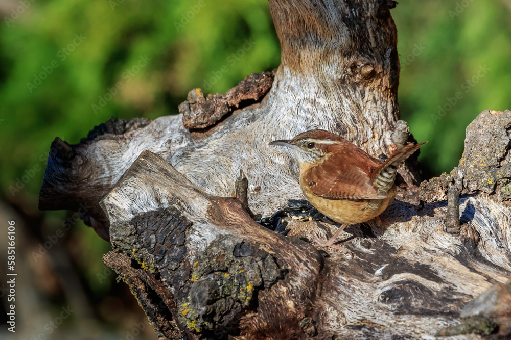 Carolina Wren (Thryothorus ludovicianus) on a stump Carolina Wren (Thryothorus ludovicianus) on a stump