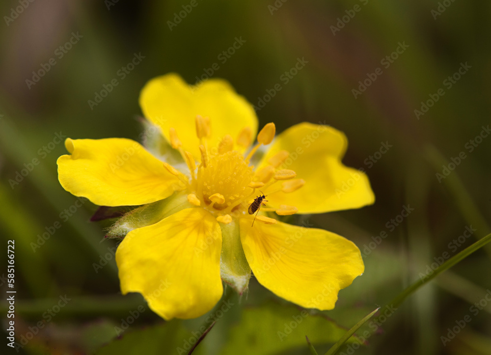 Yellow flower and a small insect foraging close-up on a dark green background.