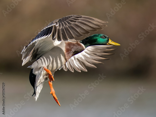 Male mallard duck in flight /Anas platyrhynchos