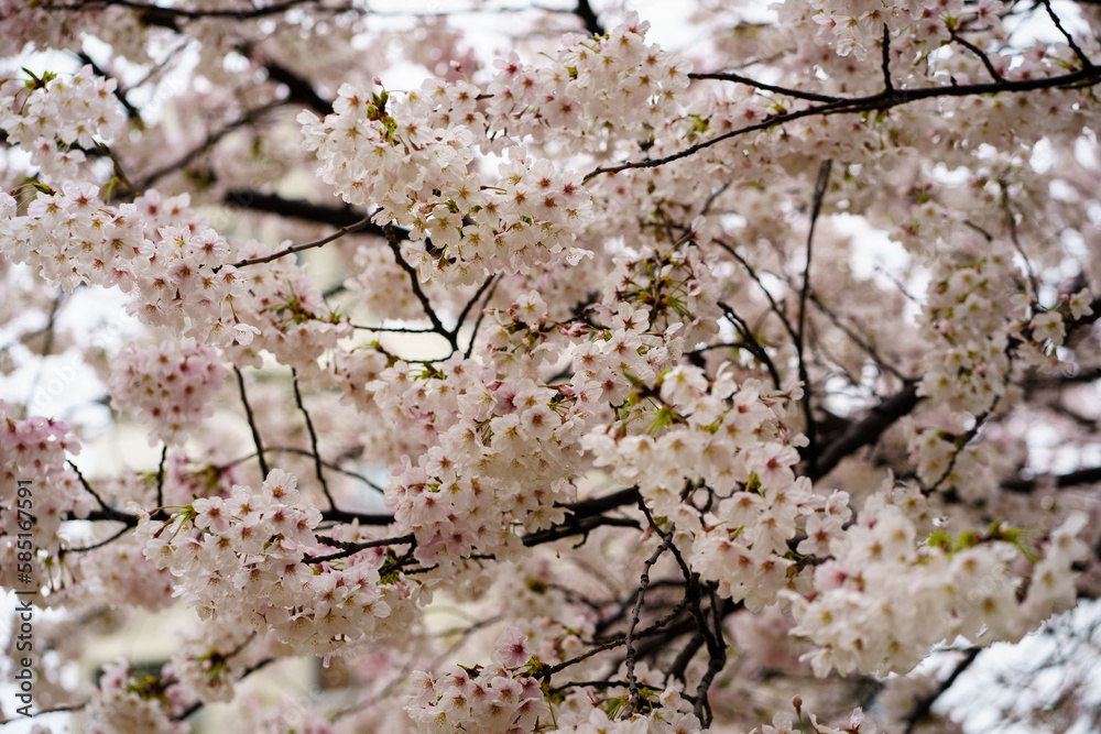 cherry blossom in spring rainy day cherry blossom in spring rainy day