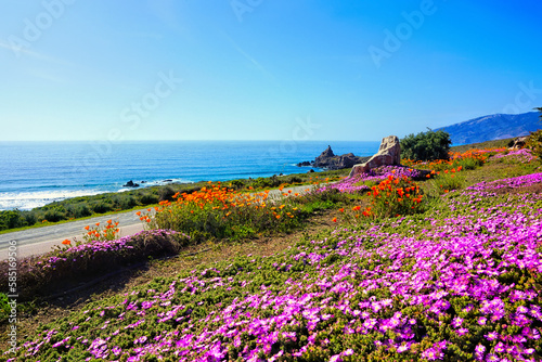 Beautiful spring flowers along the Big Sur coastline of California, USA