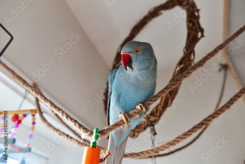 Blue bird, parrot, indian ringneck bird