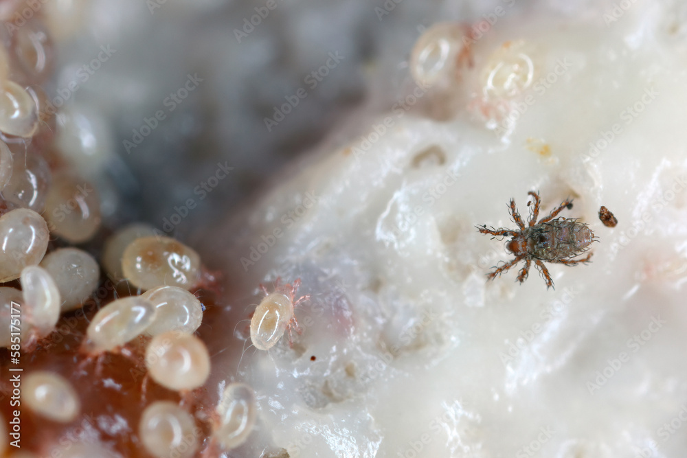 Magnification of tiny Oribatid mites (Oribatida or beetle mites) of the ...