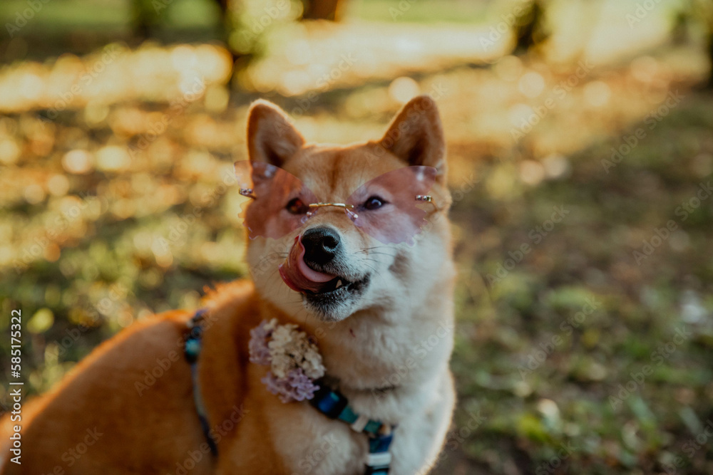 Shiba Inu dog licks nose in rose-colored glasses with lilacs and sunny bokeh in the background