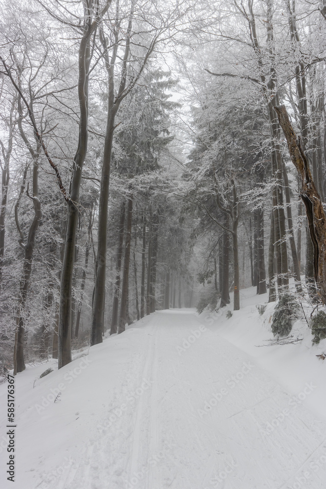 Winter view of a forest path in Orlicke hory mountains, Czech Republic Winter view of a forest path in Orlicke hory mountains, Czech Republic